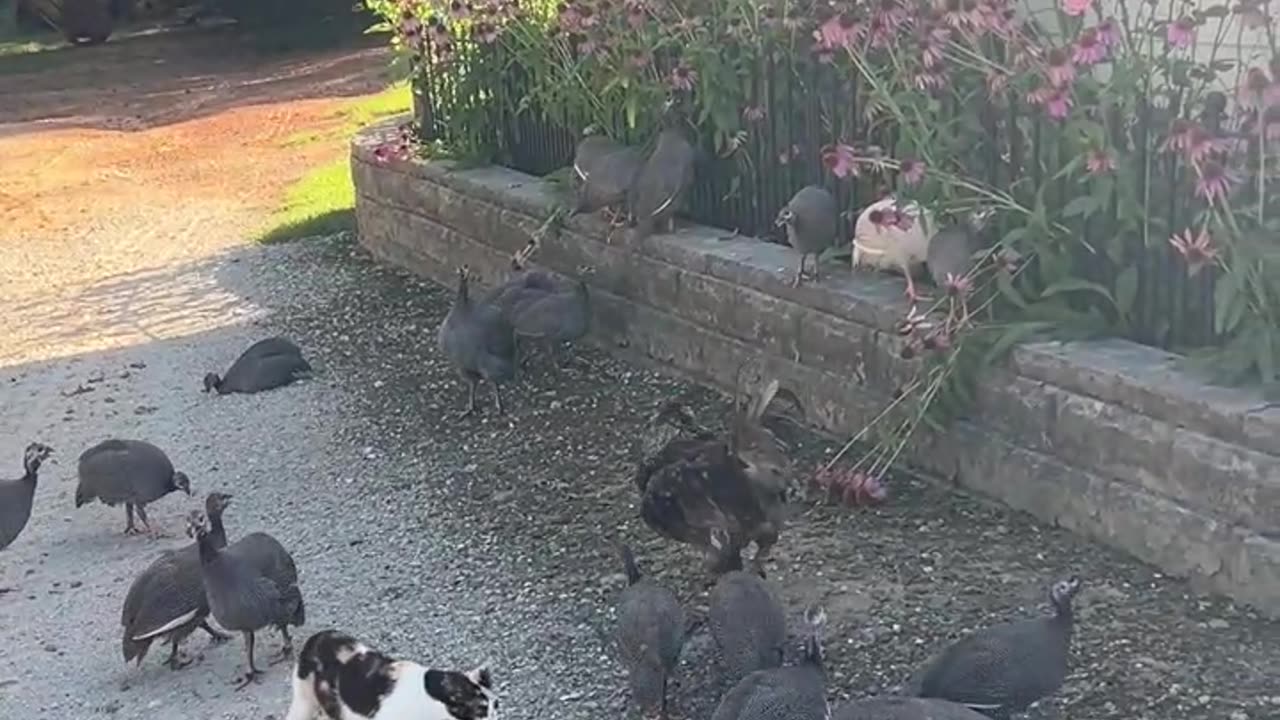 Coneflower snacking between meals