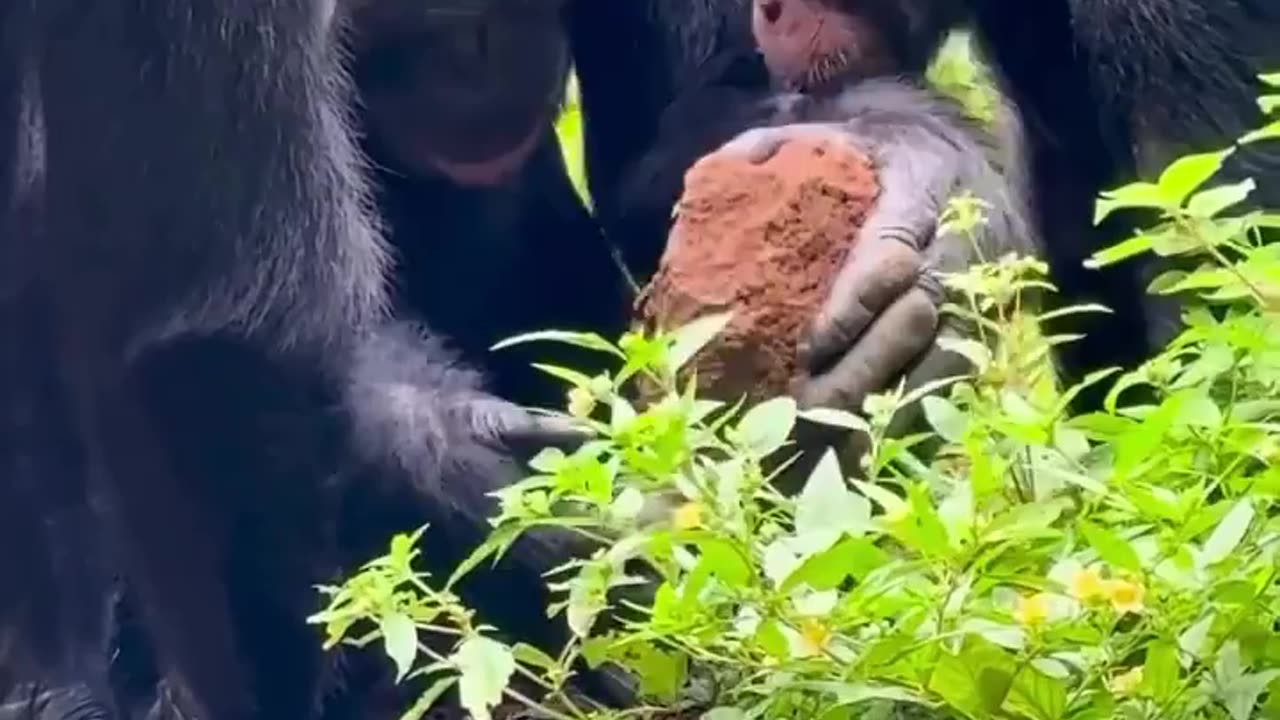 🐒🍃 Young Orphaned Chimp Learns To Crack Nuts From Another Rescued Chimp! | FeedMyCuriosity