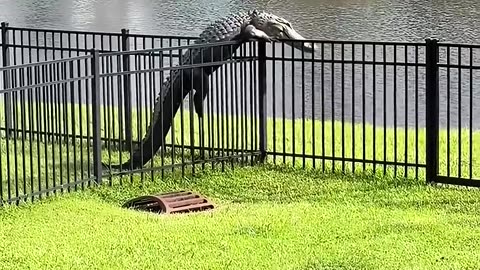 Alligator Just Walked In Like He Owns It