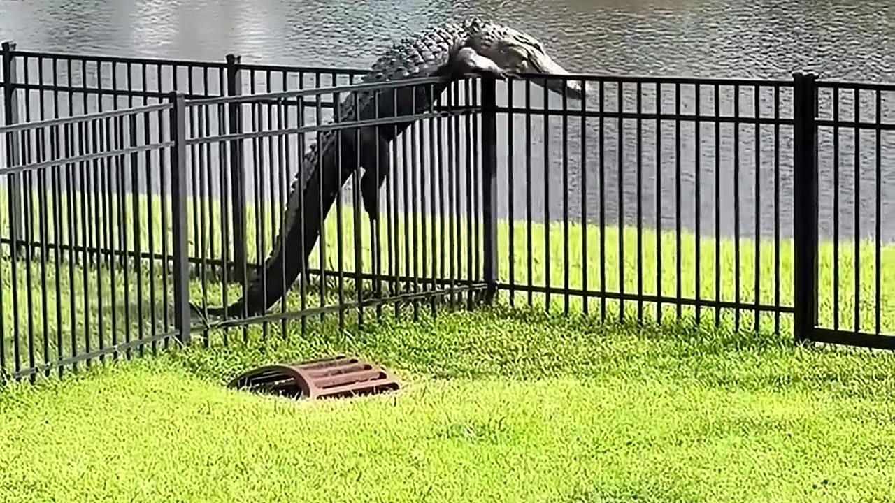Alligator Just Walked In Like He Owns It