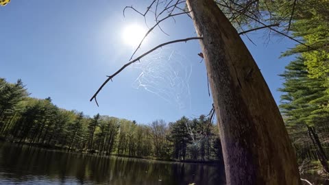 Spider Web