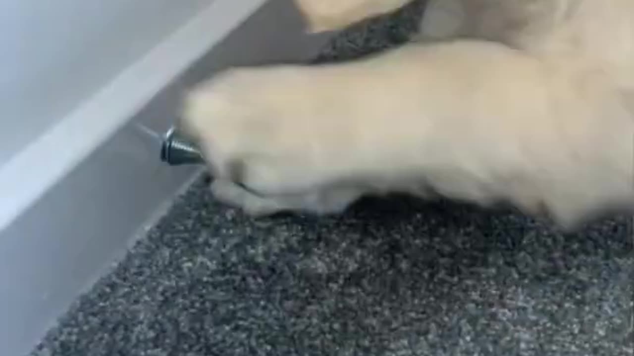 Life of a golden retriever puppy 🐾