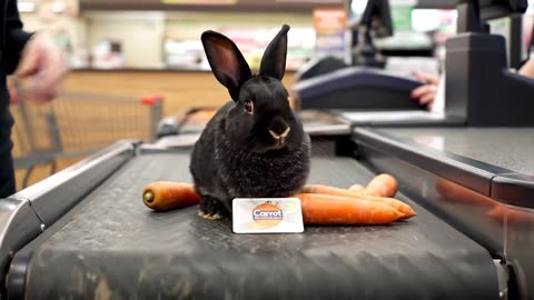 A Fluffy Black Bunny Buys Carrots and Cooks Soup 🐰🥕 | Cozy Mini Vlog