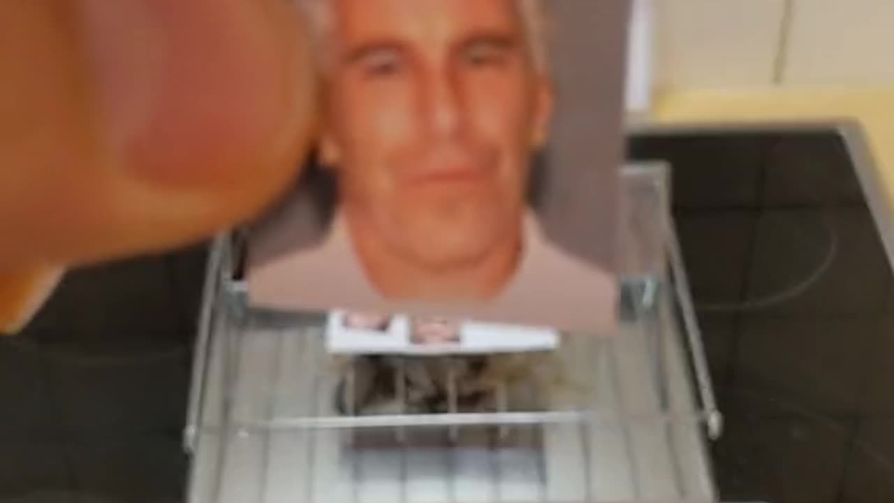 Tim Rifat TikTok Videos