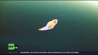 RT DE Live-TV