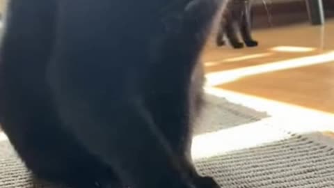 Following the children of today, the cat is also immersed in the game.