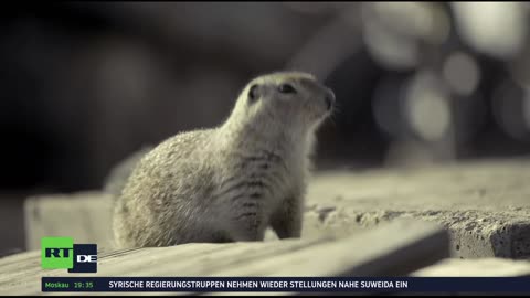 RT DE Live-TV