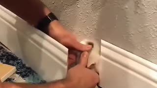 Funny animals