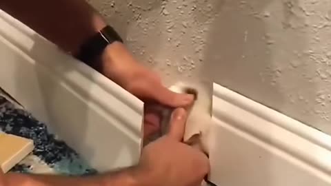 Funny animals