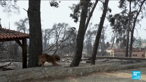 In Greece, raging wildfires continue to extend • FRANCE 24 English