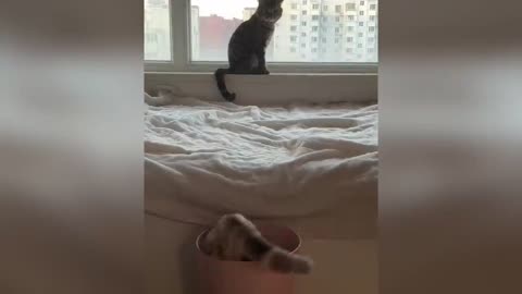 Try Not To Laugh