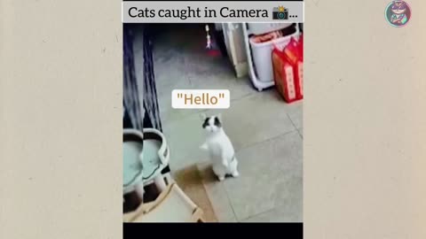 funny animals