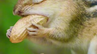 Chubby-Cheeked Chipmunk 🐿️🥜 | Sounds of Nature