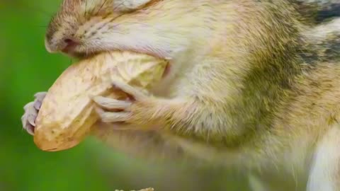 Chubby-Cheeked Chipmunk 🐿️🥜 | Sounds of Nature