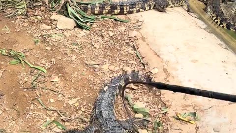 What a magical hook turns into a rattlesnake right away