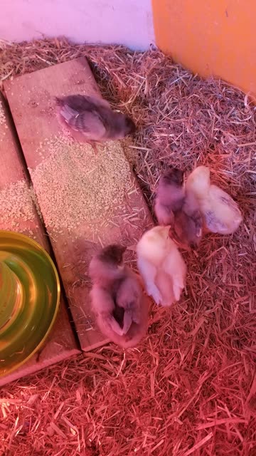 chillaxin' chicken #SparklegleamFarm #Chicken #homestead #farmanimals #cute