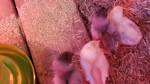 chillaxin' chicken #SparklegleamFarm #Chicken #homestead #farmanimals #cute