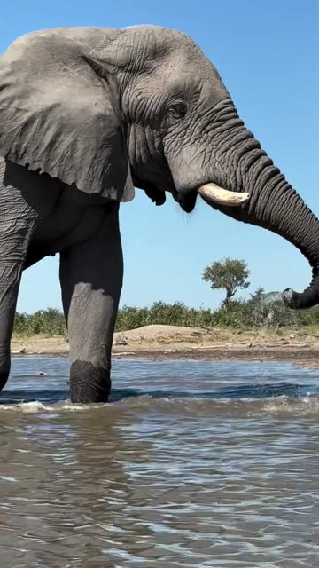 Giant African Elephant Takes Over The River! 🐘🌊 Unbelievable Power! (