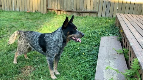 backyard wrastlin 329084894778322