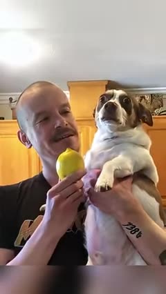 for you funny pet pets dog fyp