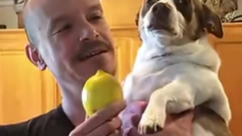 for you funny pet pets dog fyp
