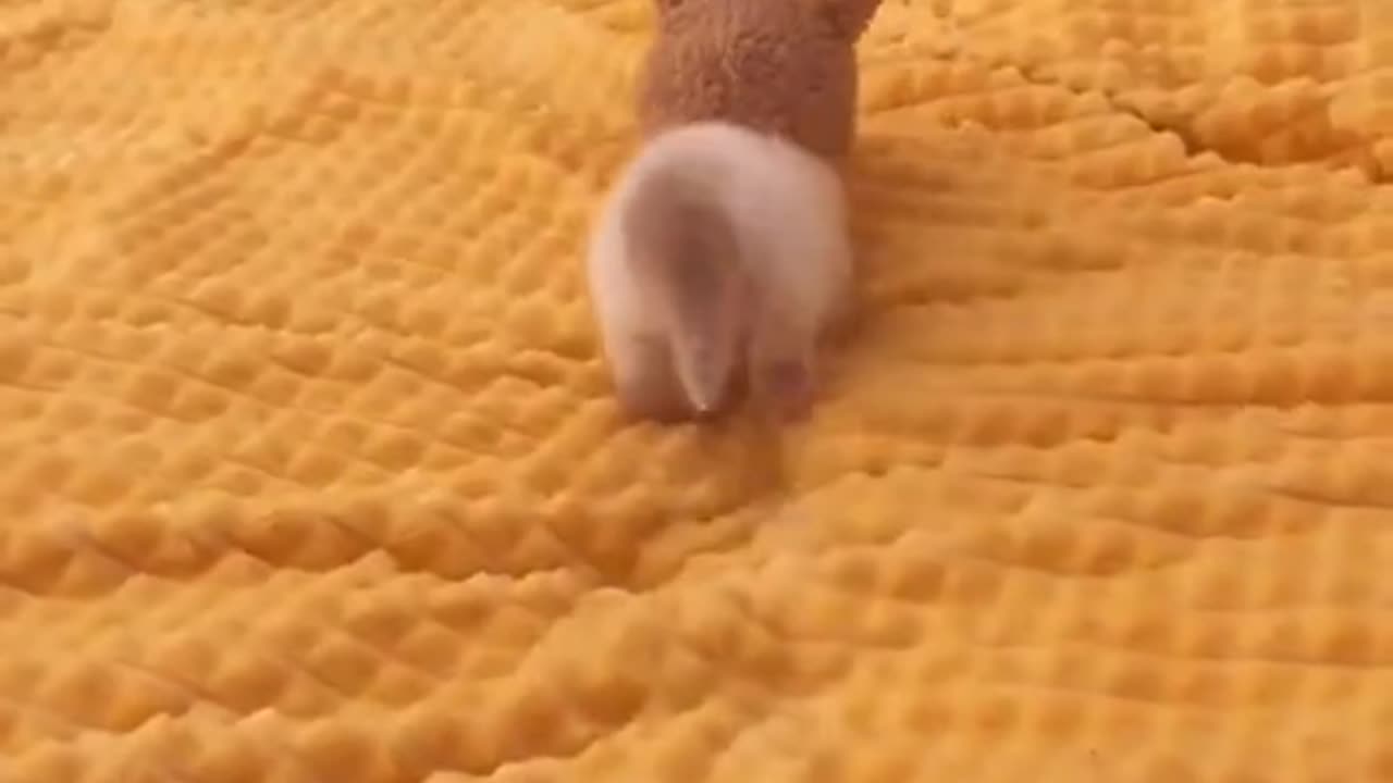 Cats leave paw prints on your heart.π₯°