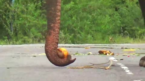 Wild Elephant How To Drink Coconut