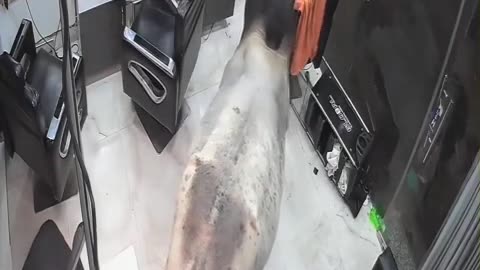 😂💈 You Won't Believe What Happens Next At The Barber Shop! | FunFM