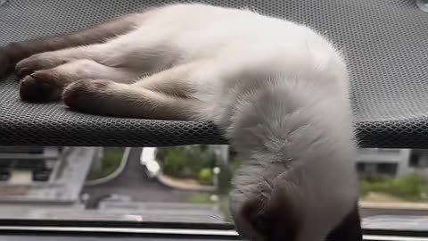 Funny Cat Sleeping