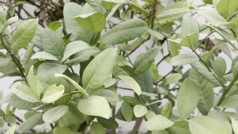 Lemon Plant in my Terrace Garden