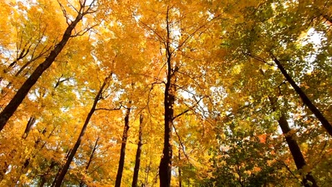 Relaxing Autumn Forest Walk — Peaceful Nature Sounds for Stress Relief & Sleep