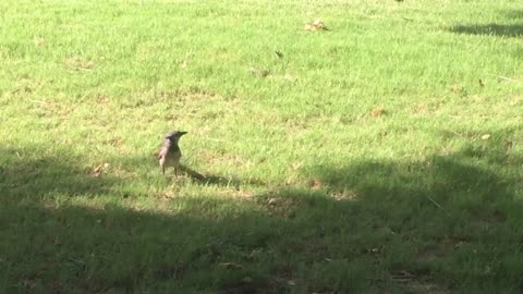 The blue bird finds food in the grass,but nothing