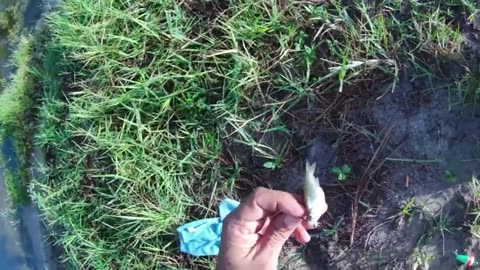 altra pescata in fiume innescando il vivo or river fishing with live bait, soddisfatto_part4