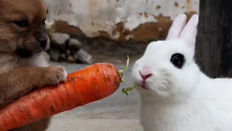 Funny video 3