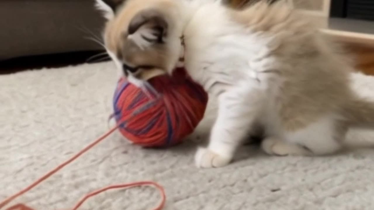 Kitten's Playful Moment with Red Yarn