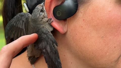 Little Bird Clings to Ear