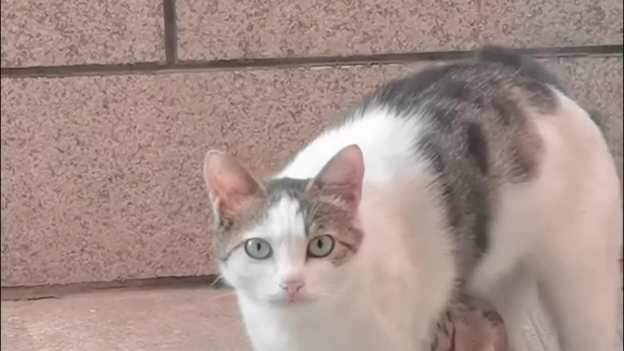 The pets are funnier than our best friend