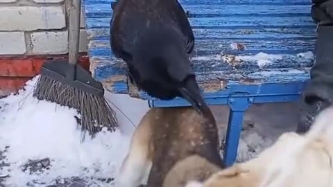 Jealous raven.