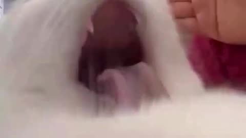 😂🐈 OMG! This Cat's Obsession is HILARIOUS! | FunFM