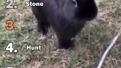 Ranking Best Bunny Moments