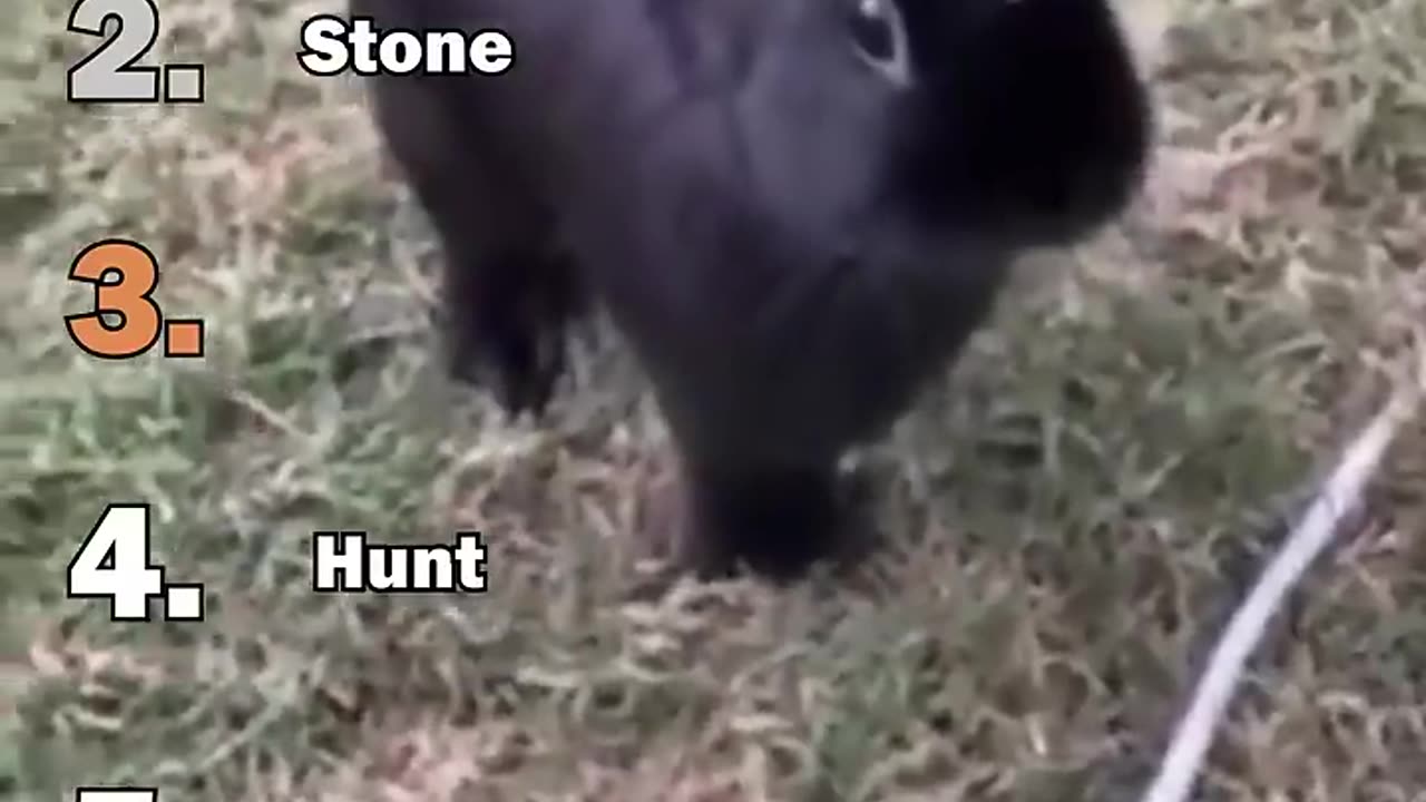 Ranking Best Bunny Moments