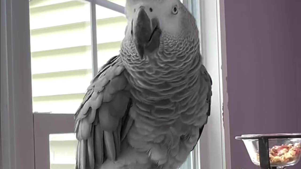 parrot chilling with dad & alexa 😂🦜
