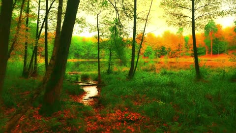 Green Radio: 24/7 Concert of Birds and Nature Sounds