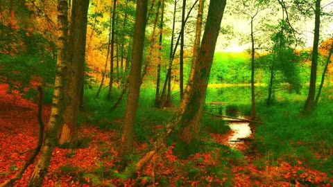 Green Radio: 24/7 Concert of Birds and Nature Sounds