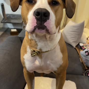 Dogs Saying "I Love You" – Heartwarming Moments!