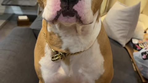 Dogs Saying "I Love You" – Heartwarming Moments!