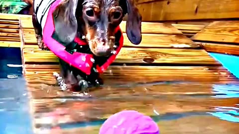 😂😆 "This Dog Just Invented Comedy!" 😂😆