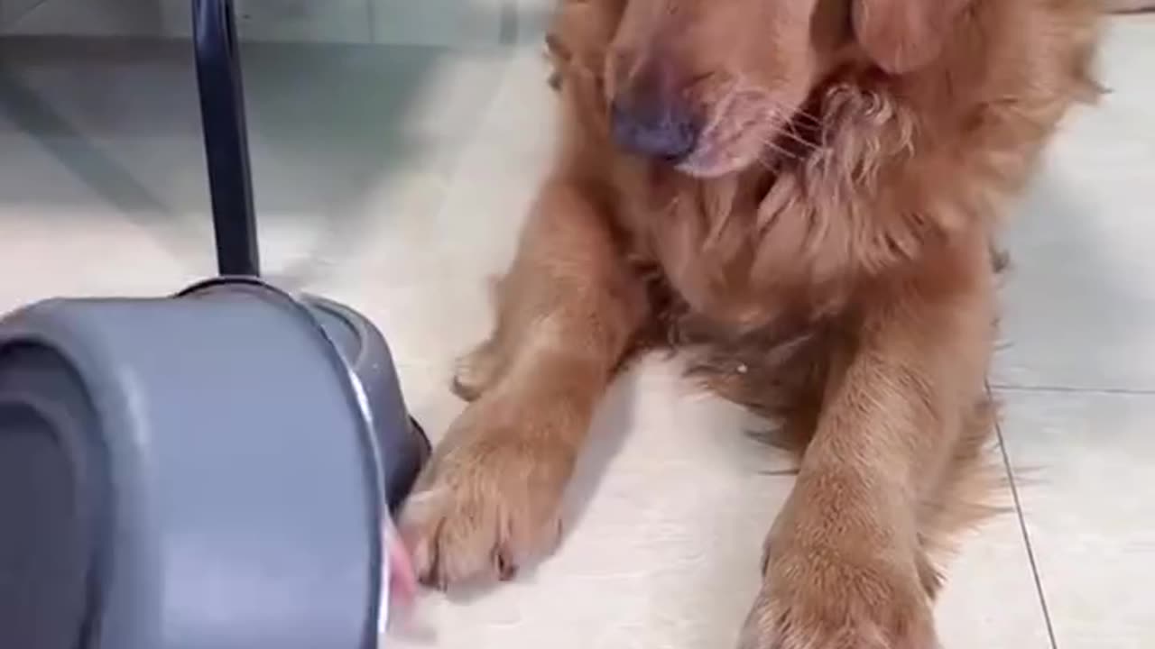 Dog Plays the Shell Game – You’ll Laugh at His Reaction! 🐶😂