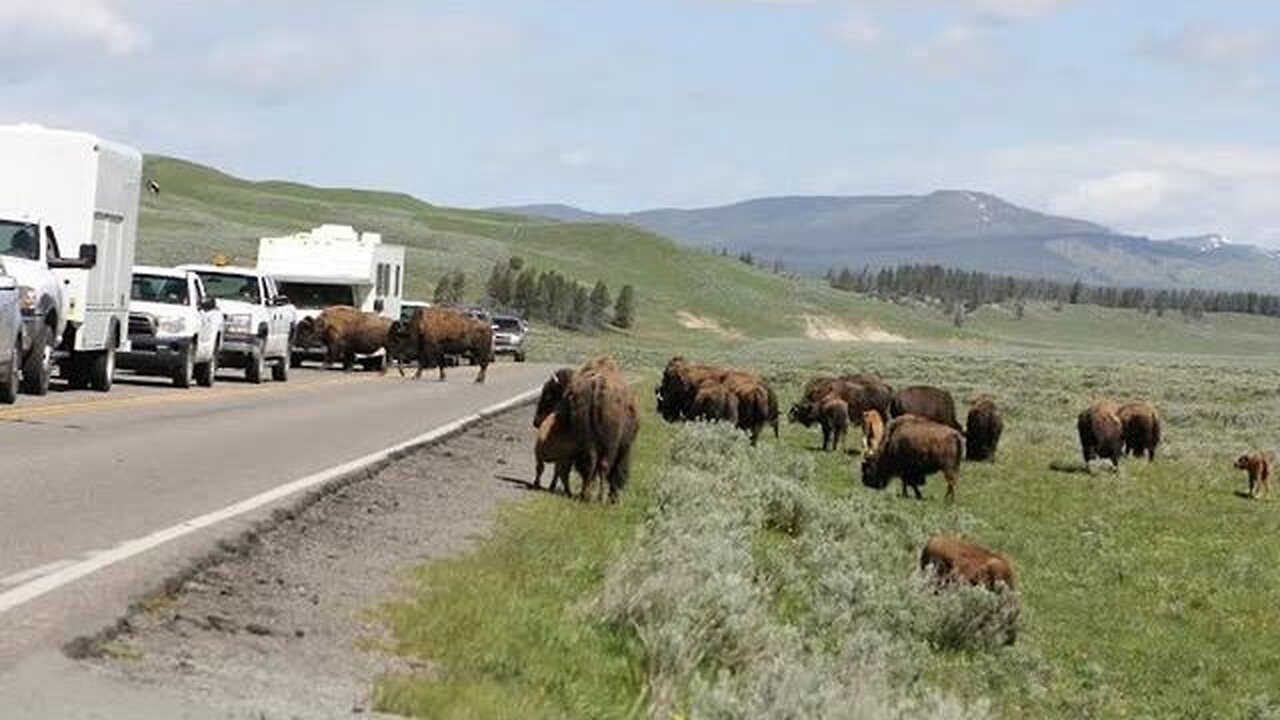 There is something going on in the spirit: animals leaving Yellowstone park in droves