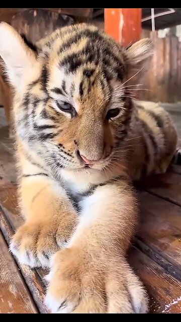 A little tiger cub relaxing!
